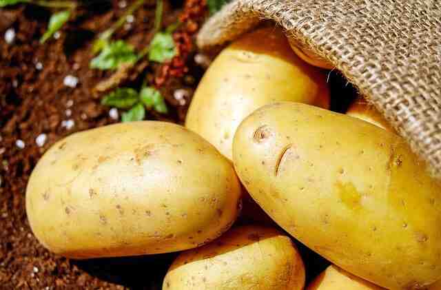 Comment choisir les pommes de terre à planter ?