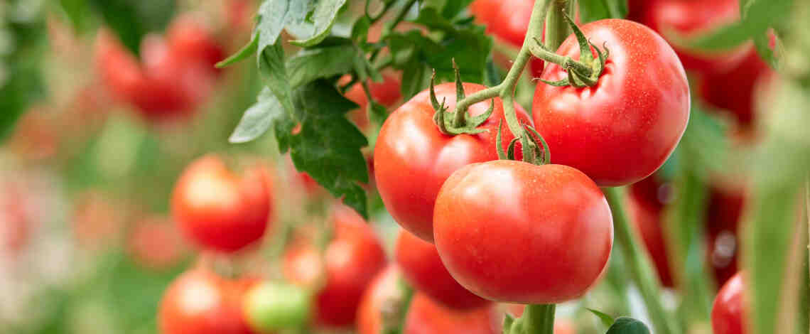 Comment donner de l'engrais aux tomates ?