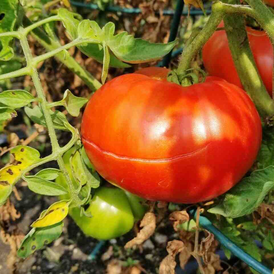 Comment faire du coulis de tomate pour congeler ?