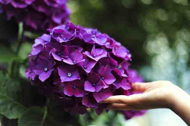 Comment faire fleurir les hortensias ?