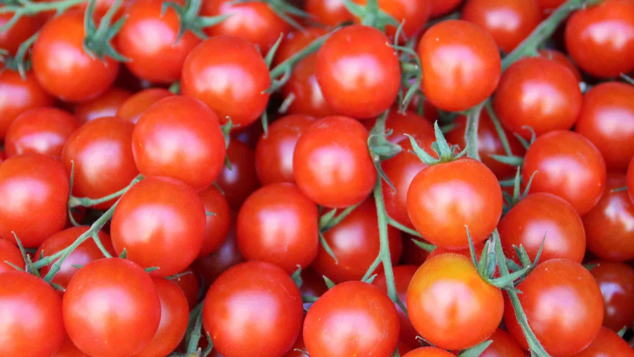 Comment faire pousser des tomates à partir de graines ?