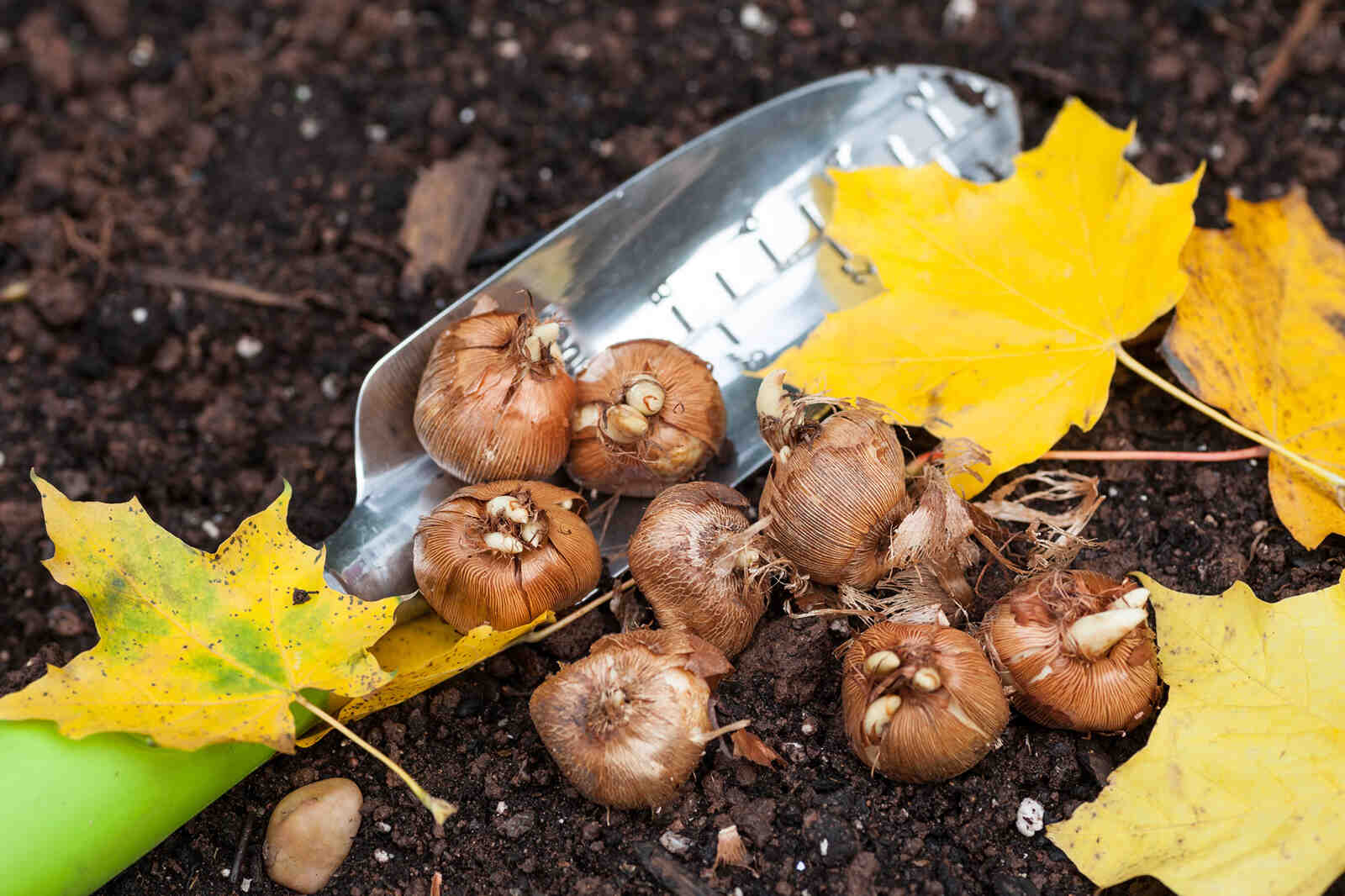 Comment planter des bulbes sans plantoir ?