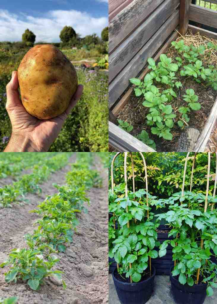 Comment planter des pommes de terre déjà germées ?