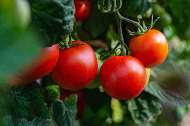 Comment planter tomate pleine terre ?