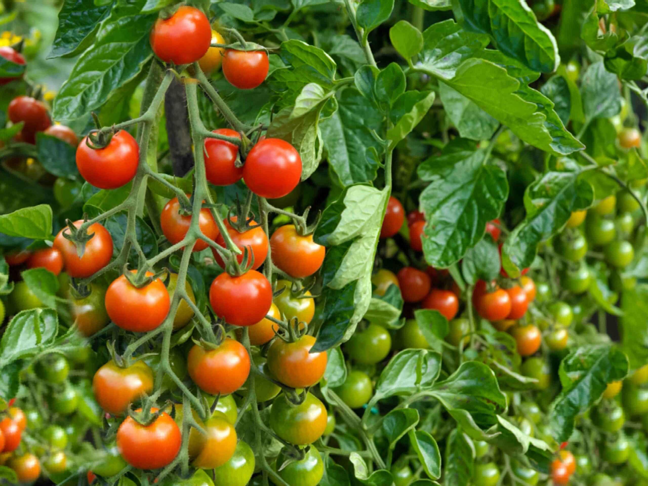 Comment planter tomate pleine terre ?