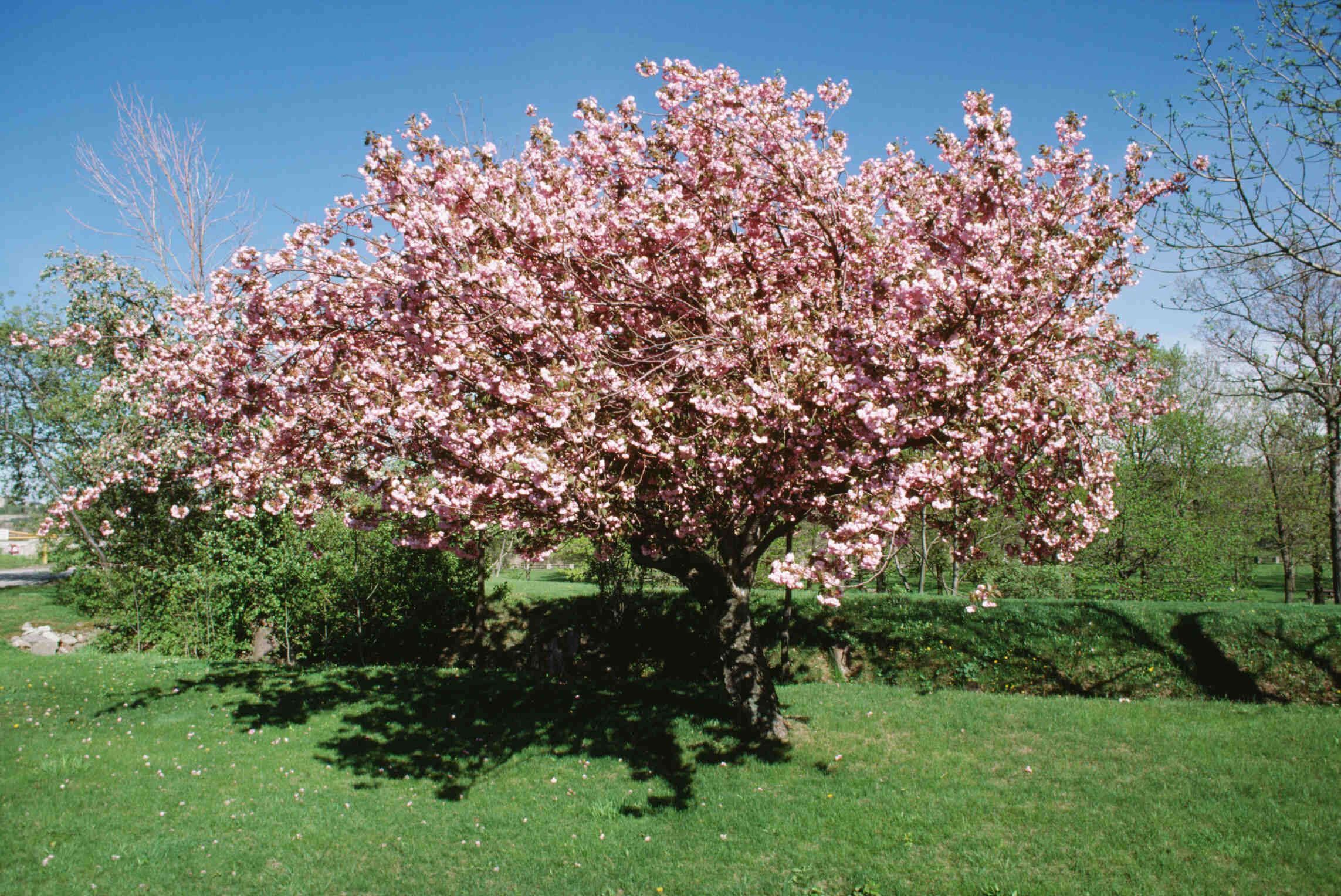 Comment planter un cerisier en pleine terre ?