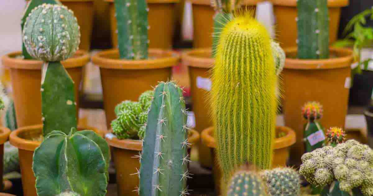 Comment planter une tige de cactus ?