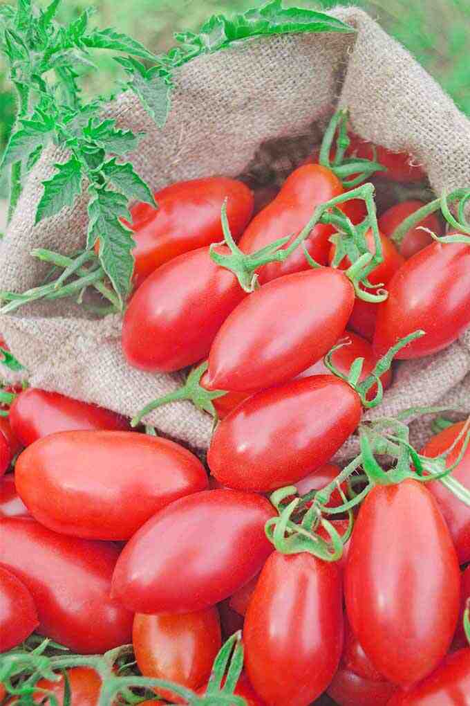 Comment protéger ses tomates du froid ?