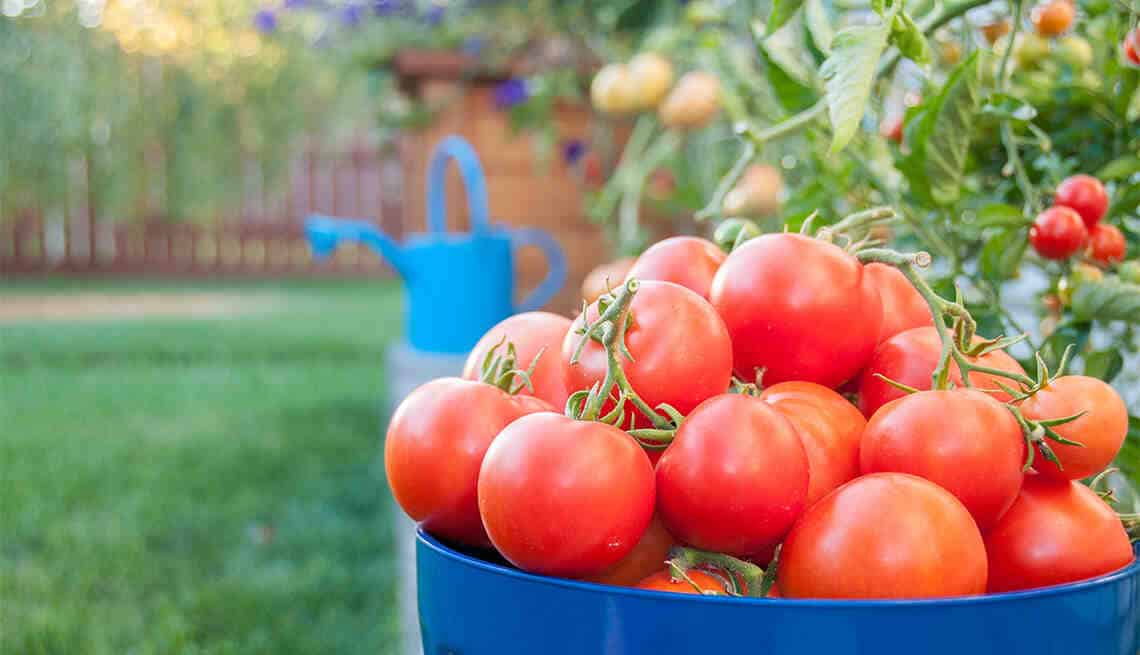 Comment renforcer les plants de tomates ?