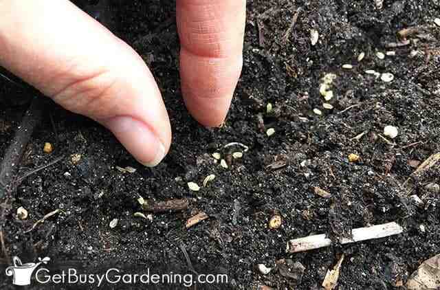 Comment semer les graines de carottes ?