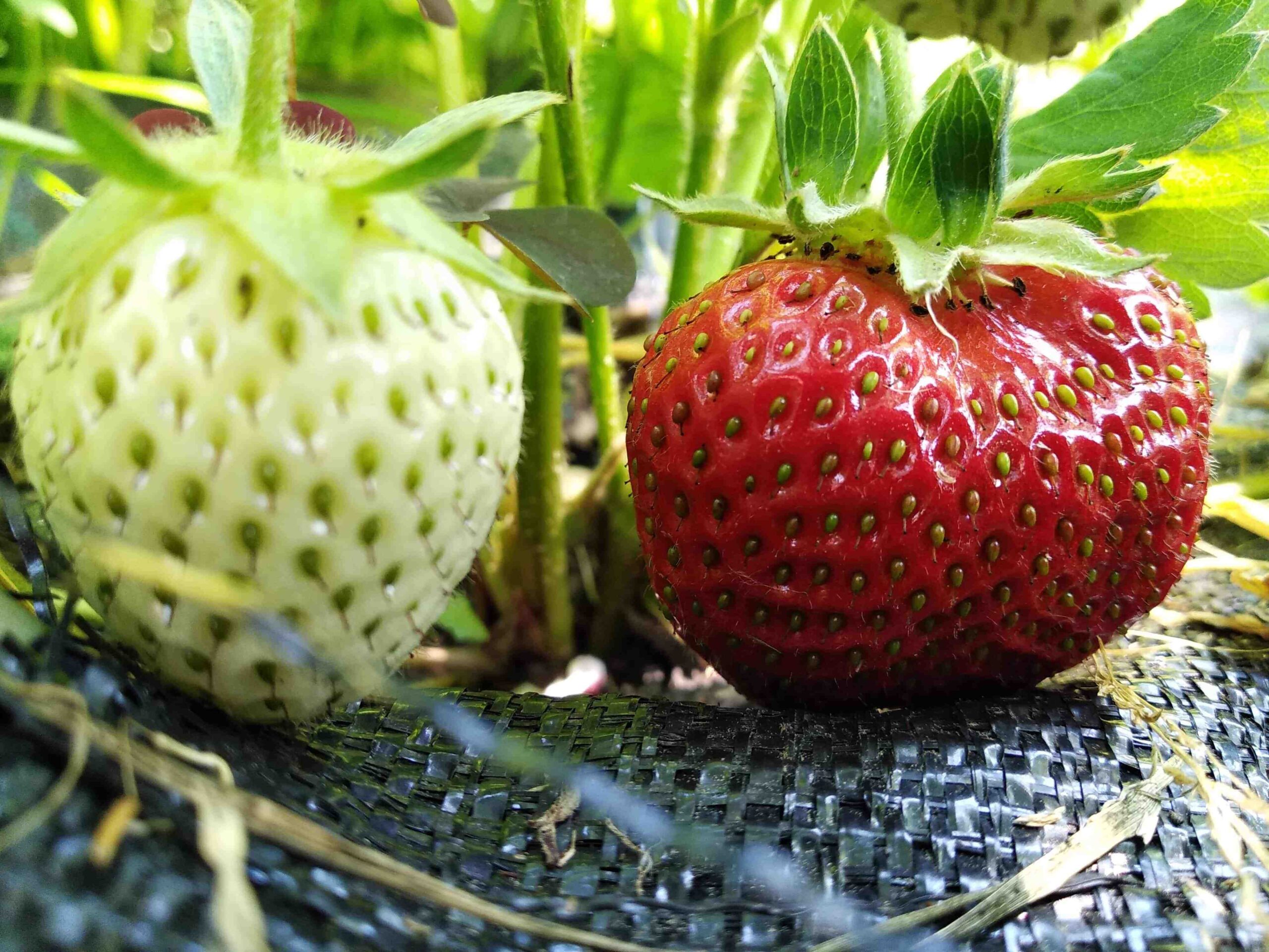 Comment s'occuper d'un plant de fraise ?