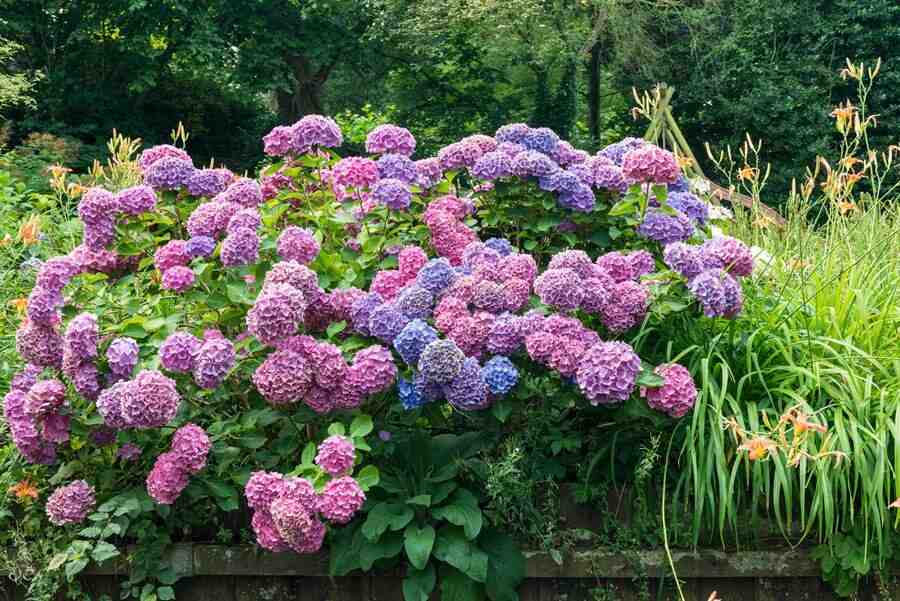 Comment tailler les vieux hortensias ?