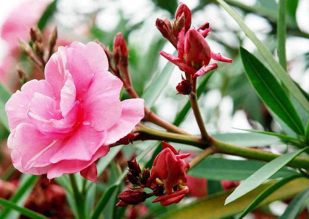 Est-ce que le laurier rose perd ses feuilles en hiver ?