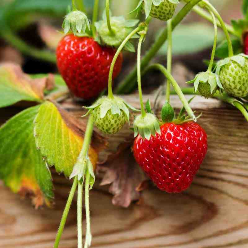 Est-ce que les fraisiers craignent le gel ?