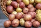 Jusqu'à quand peut on planter des pommes de terre  ?