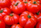 Jusqu'à quand peut-on planter des tomates  ?