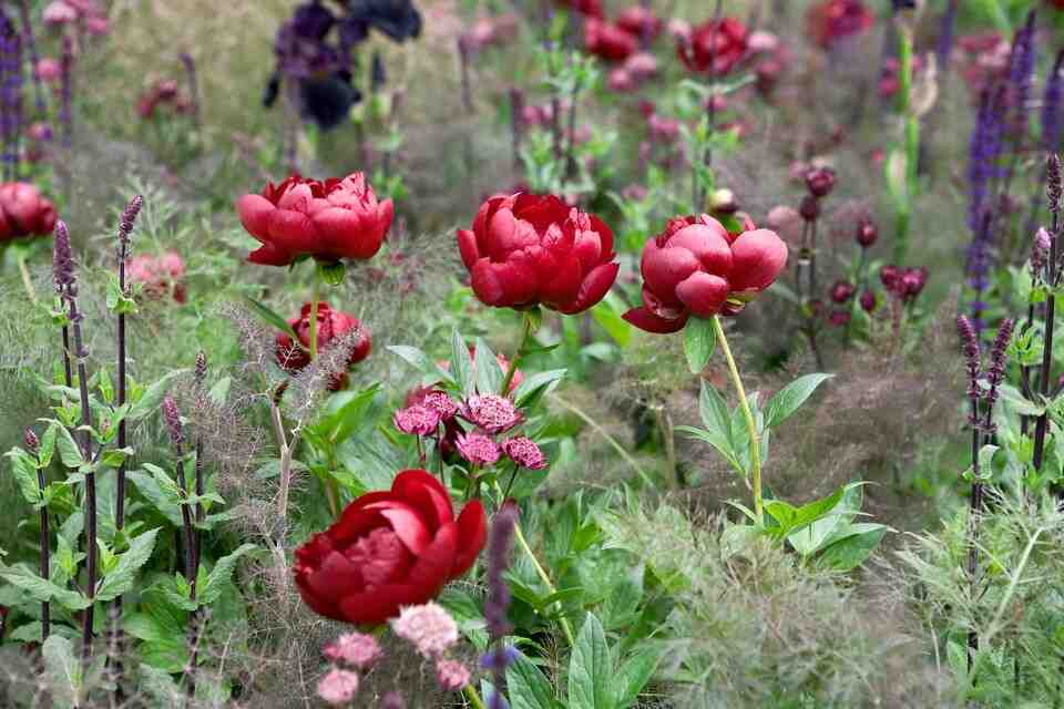 Où planter les pivoines ?