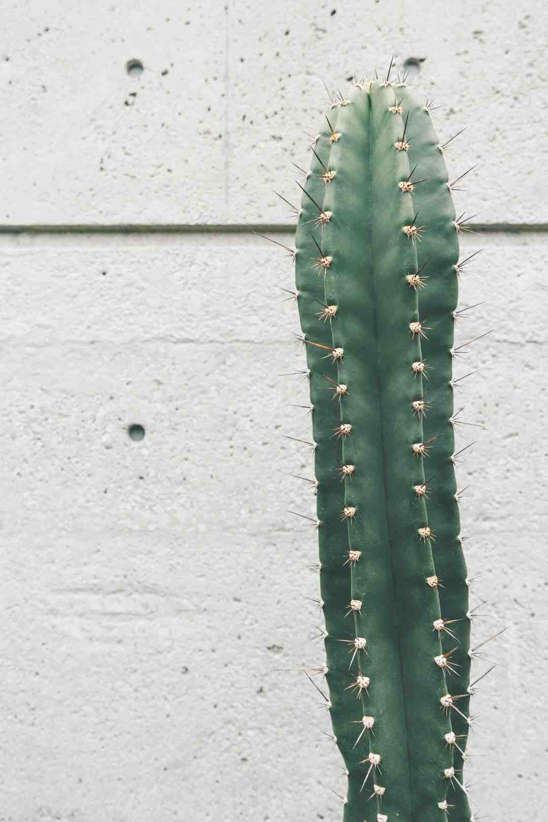 Pourquoi les feuilles de mon cactus de Noël sont molles ?