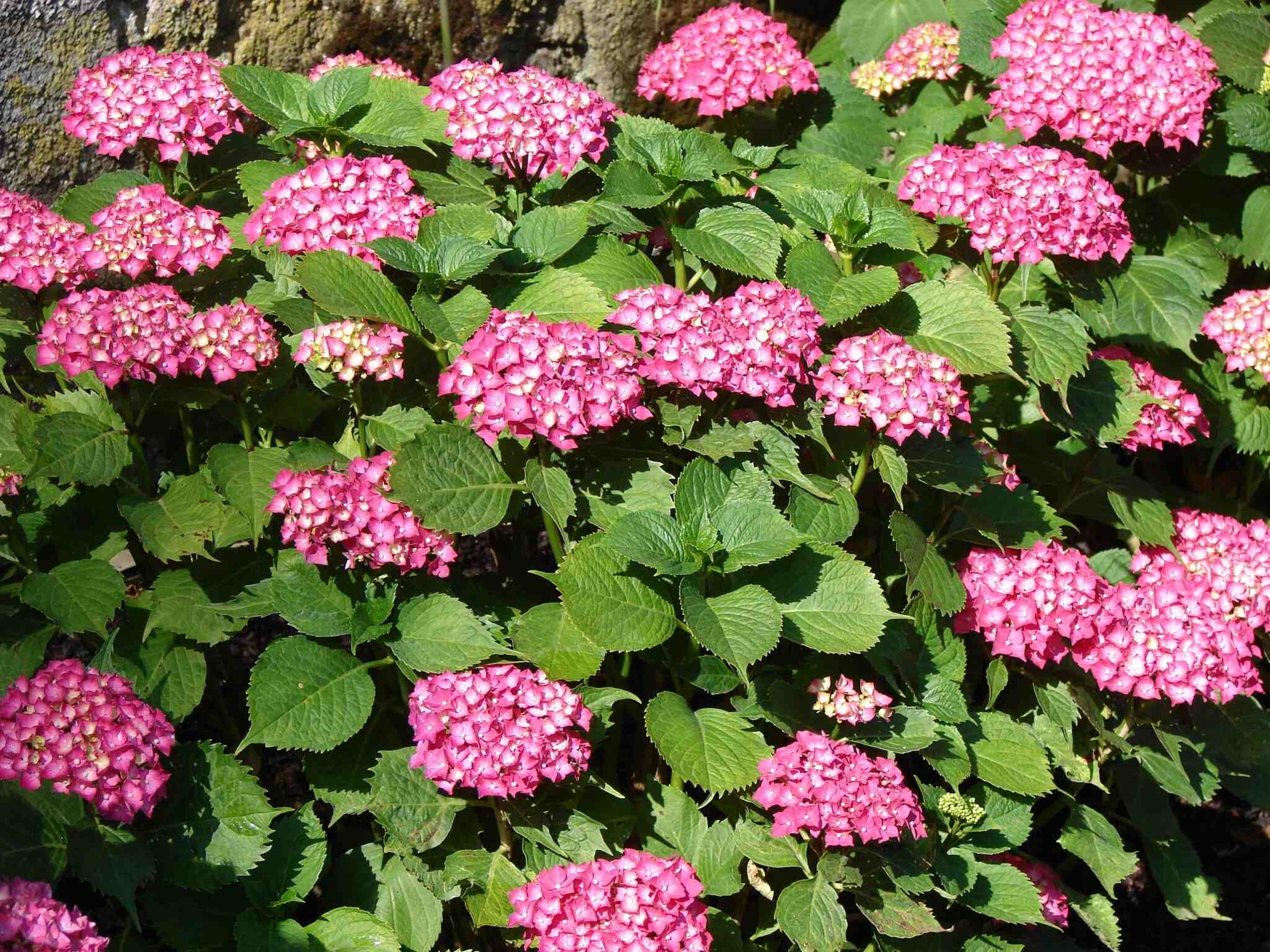 Pourquoi un hortensia bleu devient rose ?