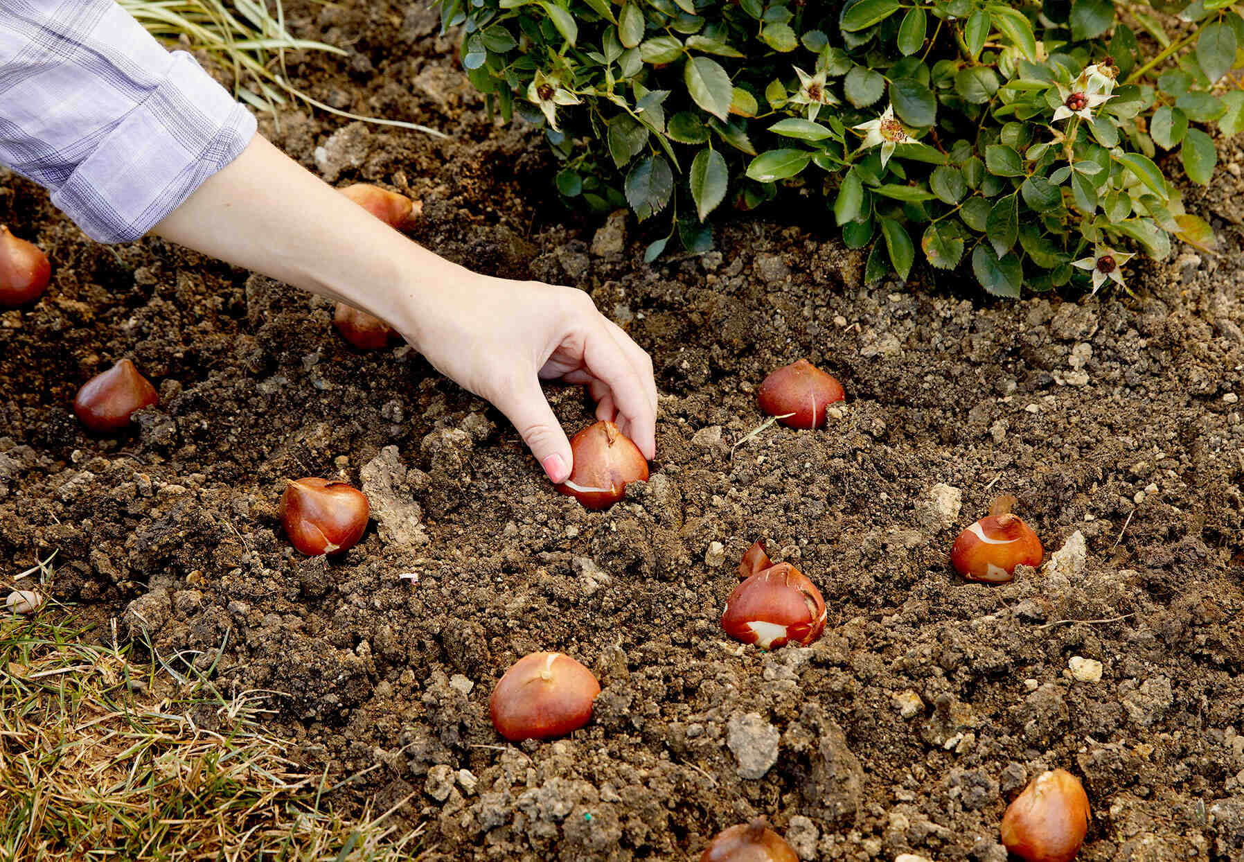 Quand et comment planter les bulbes de tulipes ?