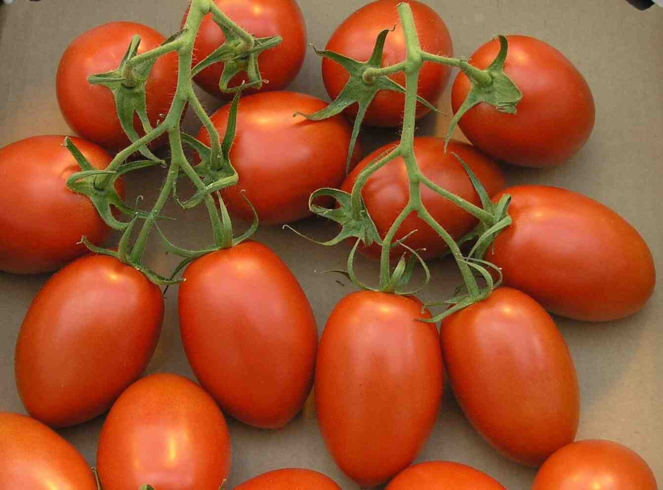 Quand faire les semis de tomates dans le sud ?