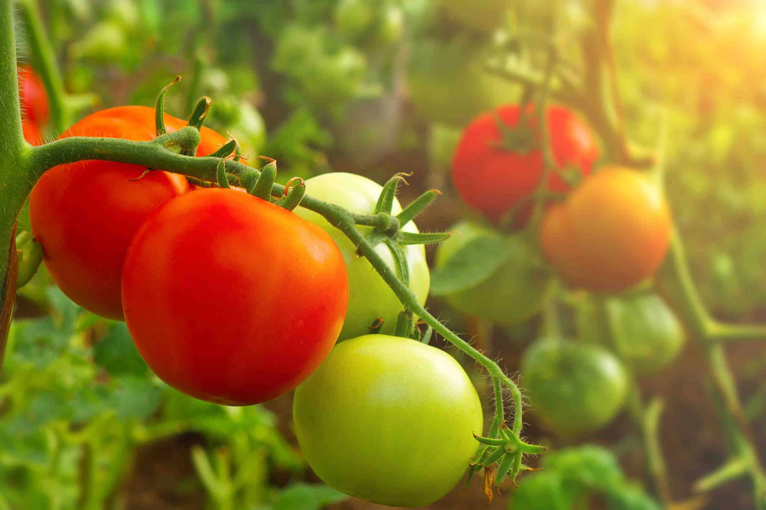 Quand faire semis de tomates en 2022 ?