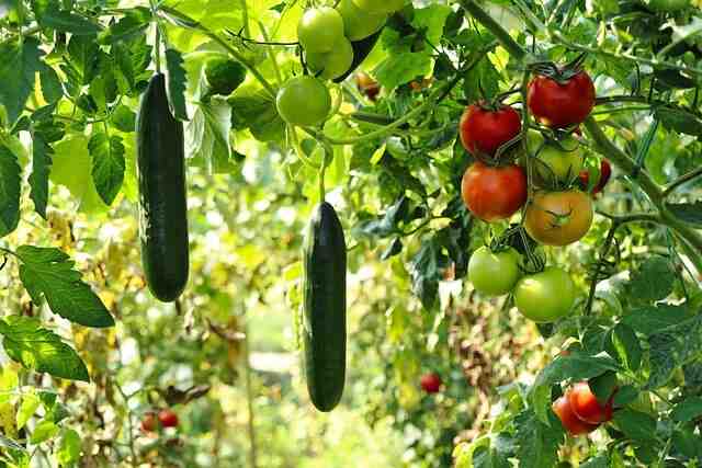 Quand planter concombre en pleine terre ?