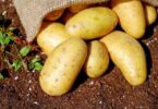 Quand planter des pommes de terre  ?