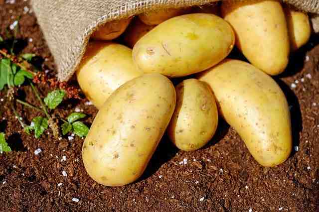 Quand planter des pommes de terre  ?