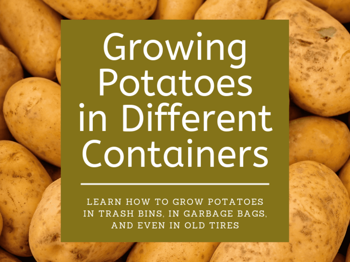 Quand planter des pommes de terre germées ?