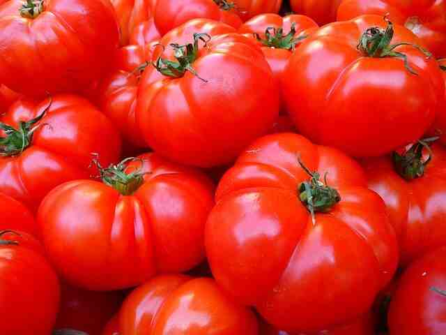 Quand planter des tomates  ?
