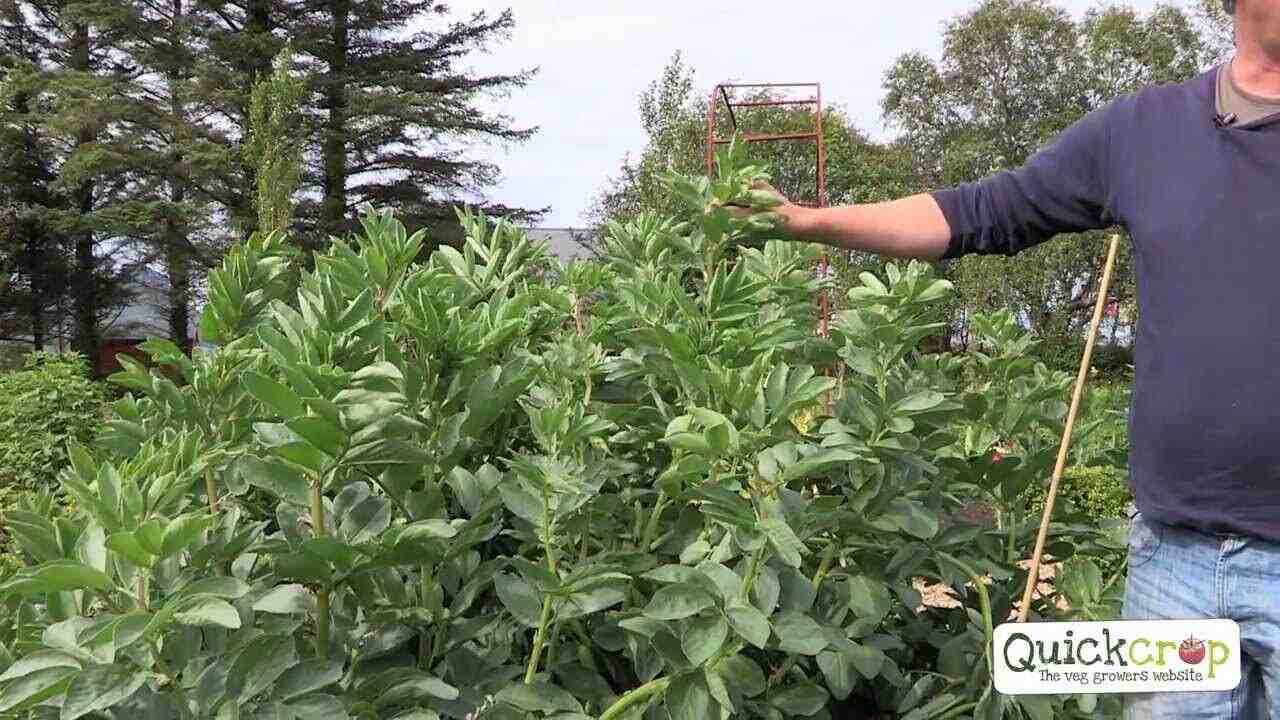 Quand planter les fèves dans le Nord ?