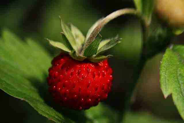 Quand planter les fraisiers en pleine terre ?