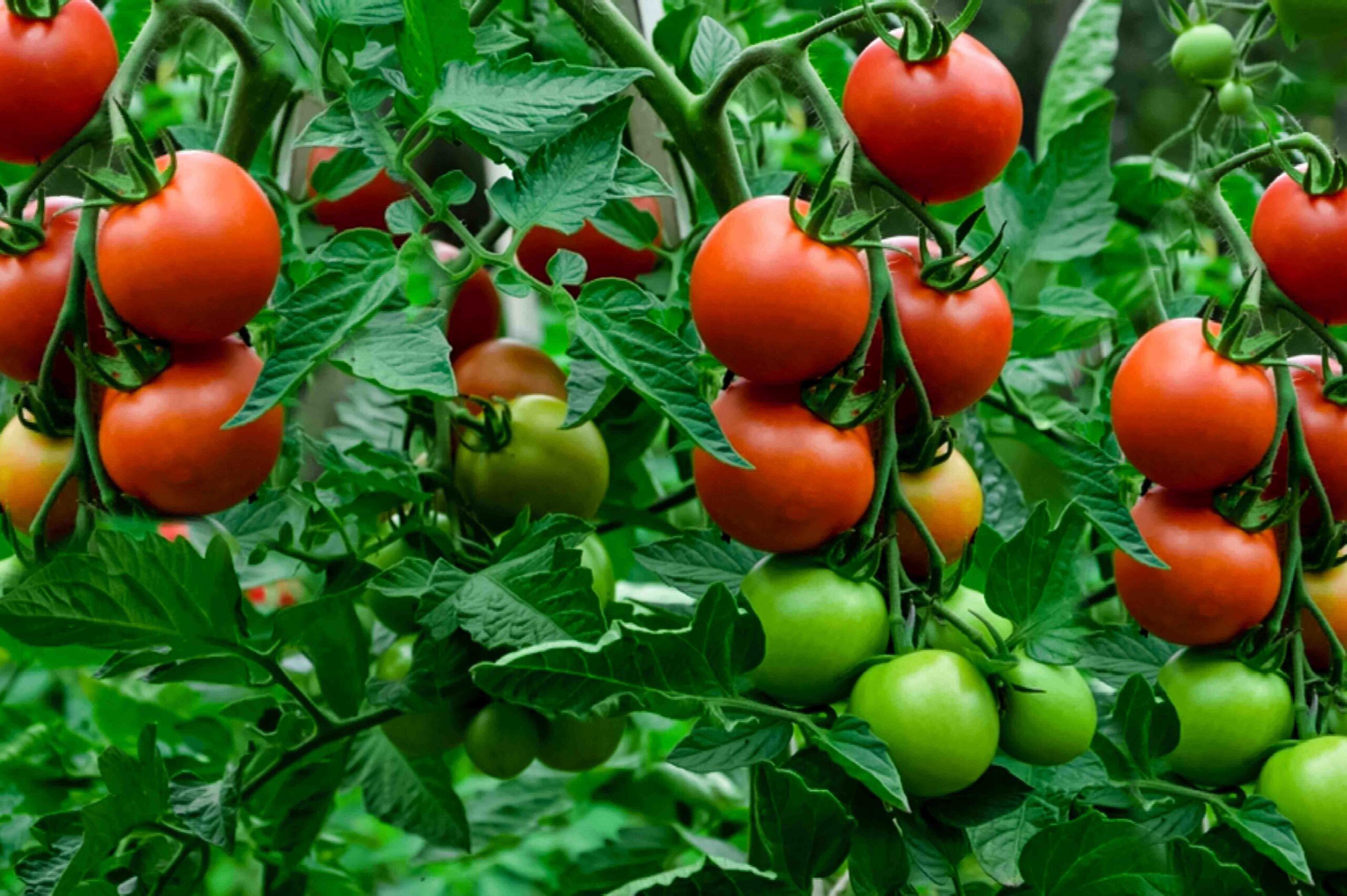 Quand planter les plants de tomates en pleine terre ?