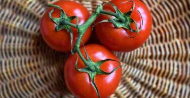 Quand planter les semis de tomates  ?