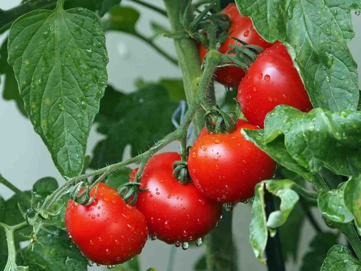 Quand planter les tomates avec le calendrier lunaire ?