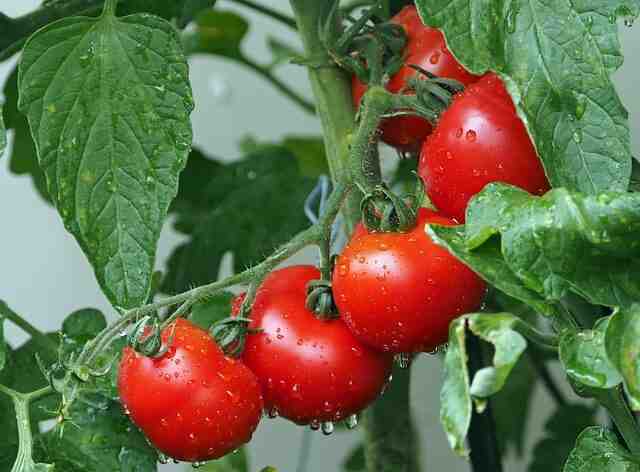 Quand planter les tomates cerises  ?