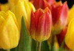 Quand planter les tulipes  ?