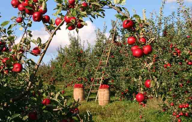 Quand planter pomme de terre  ?