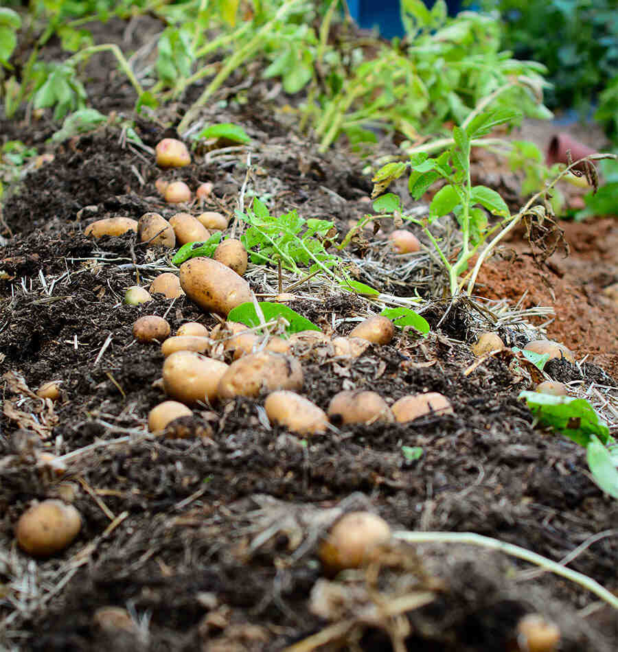 Quand planter pommes de terre germées ?