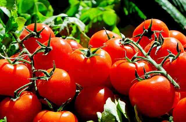 Quand planter ses tomates  ?