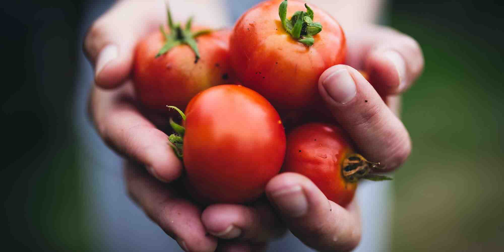 Quand planter ses tomates en 2021 ?