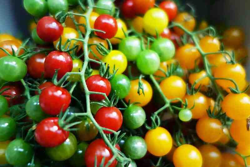Quand planter tomates cerises carré potager ?