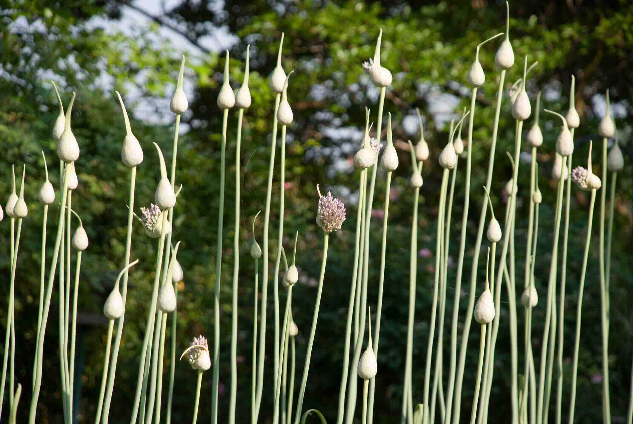 Quand récolter l'ail du jardin ?