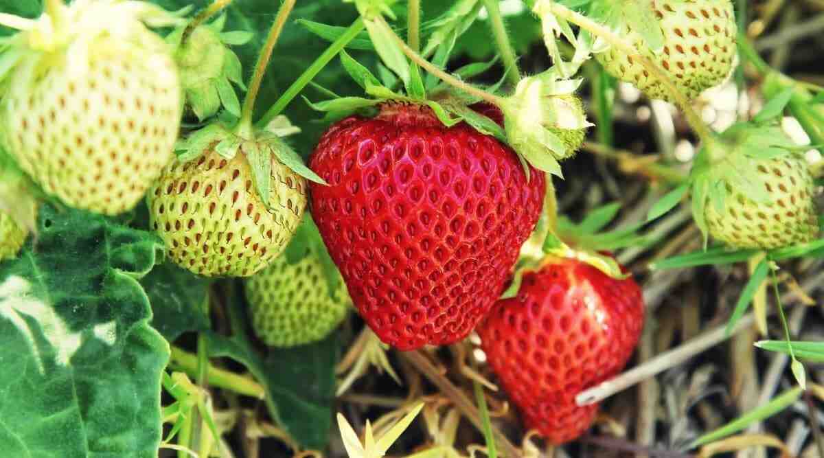 Quand repiquer les gourmands de fraisiers ?