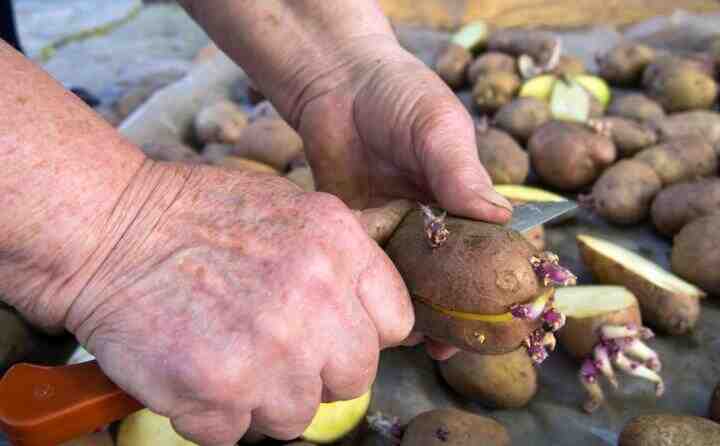 Quand repiquer les patates douces ?