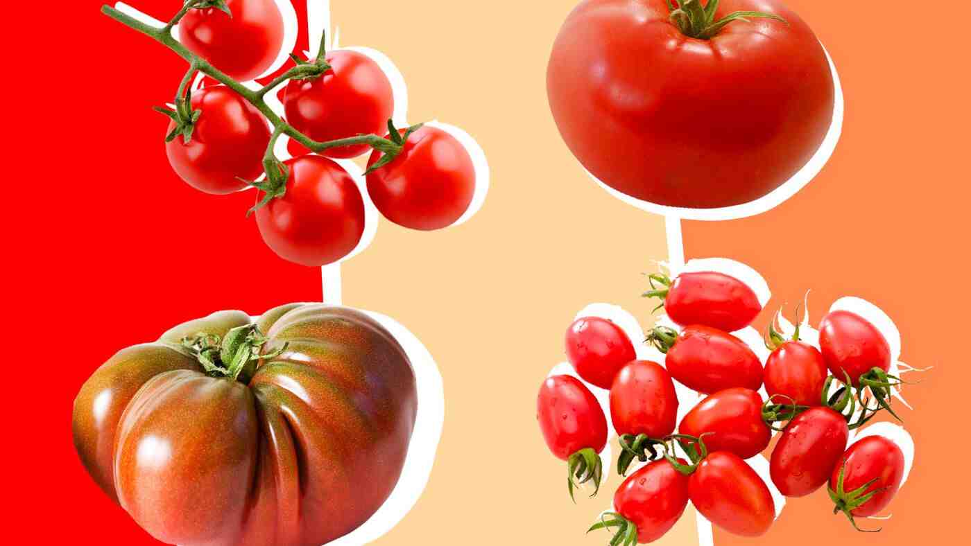 Quand repiquer les tomates après semis ?