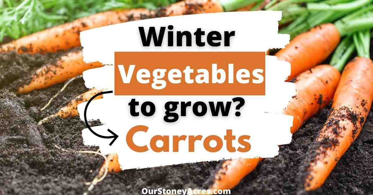 Quand semer carotte nantaise ?