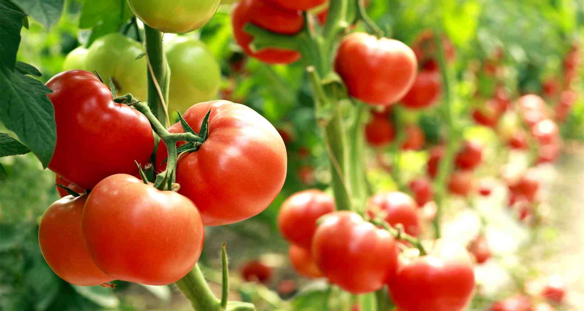 Quand semer les tomates avec la lune 2022 ?