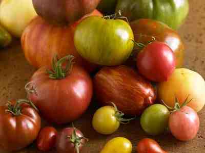 Quelle est la température minimum que peut supporter un plant de tomate ?